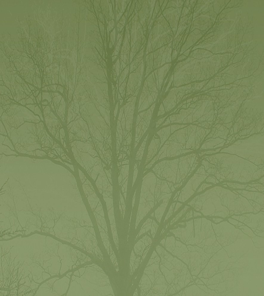 tree007013.jpg