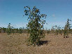 tree008004.jpg