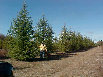 tree008021.jpg