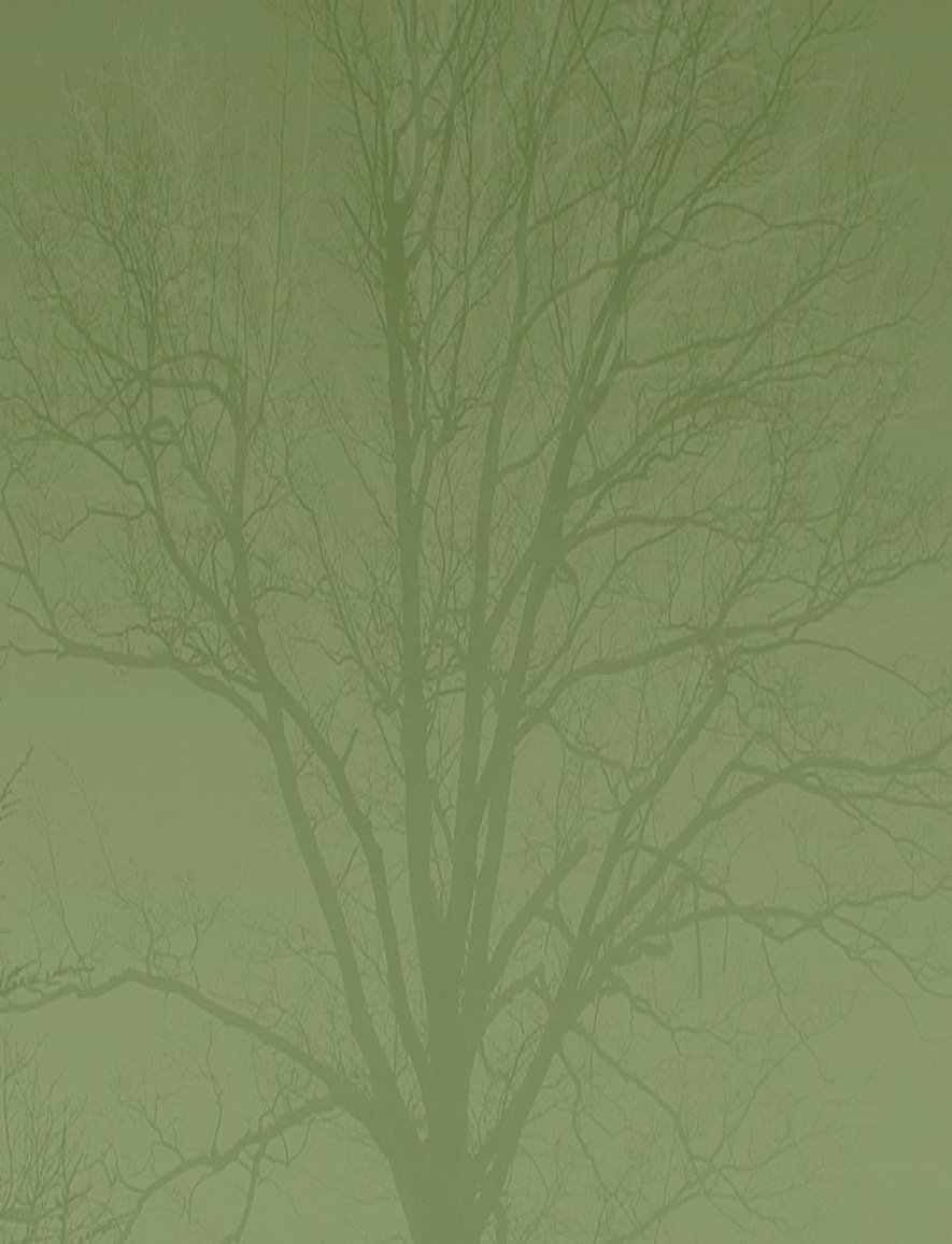 tree011015.jpg